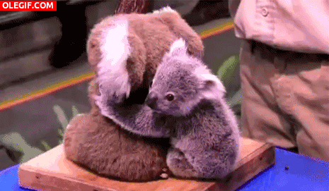 GIF: Mira a este lindo koala