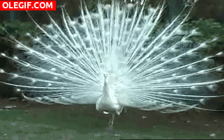 GIF: Mira a este pavo real de color blanco