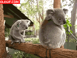 GIF: Estos koalas son muy juguetones