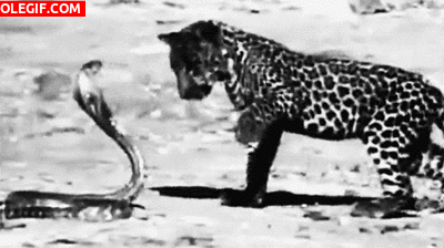 GIF: Mira a este joven leopardo intentando atrapar a la cobra