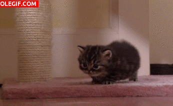 GIF: Mira cómo camina este gatito