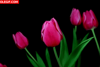 GIF: Tulipanes abriendo sus pétalos