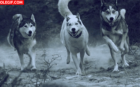 GIF: Huskies corriendo