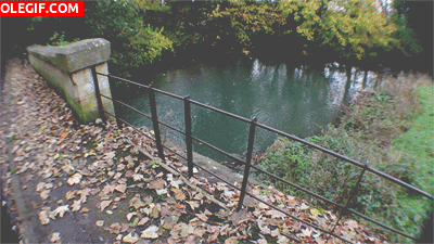 GIF: Puente sobre el río
