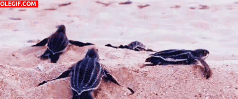 GIF: Mira a estas pequeñas tortugas caminando hacia el mar