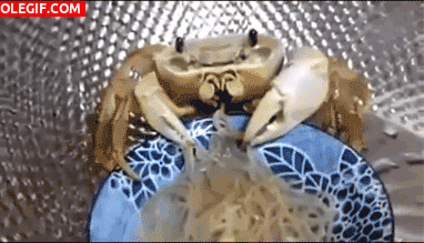 GIF: Mira a este cangrejo comiendo espaguetis