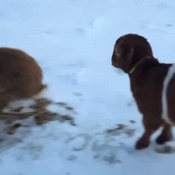 GIF: Mira a este perro imitando al conejo