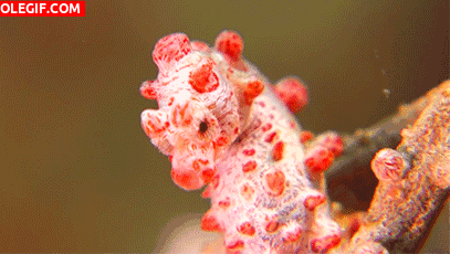 GIF: Mira a este hermoso caballito de mar pigmeo