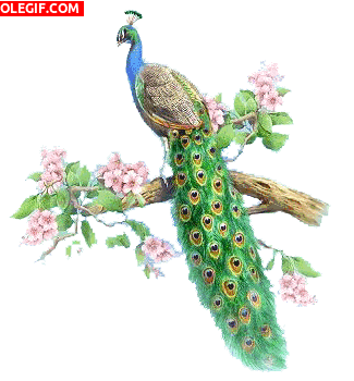 GIF: Hermoso pavo real en una rama