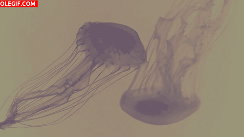 GIF: El movimiento de las medusas