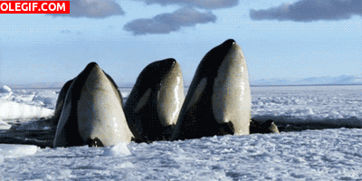 GIF: Mira a estas orcas asomando la cabeza