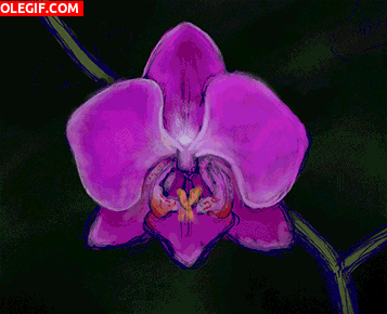 GIF: Pintando una orquídea