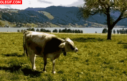 GIF: Esta vaca no para de rumiar