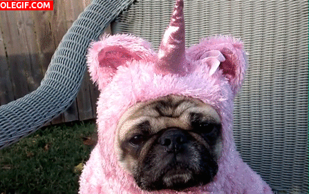 GIF: Soy un unicornio