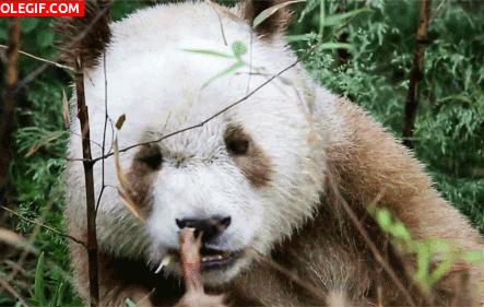 GIF: Mira a este curioso panda marrón