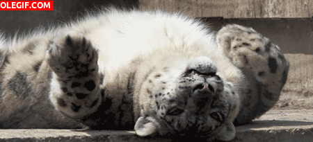 GIF: Este leopardo tiene sed