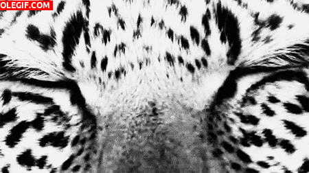 GIF: La mirada del leopardo