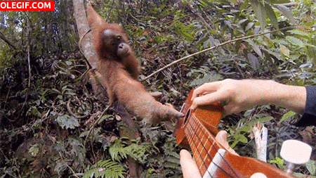 GIF: Mira a este orangután tocando la guitarra