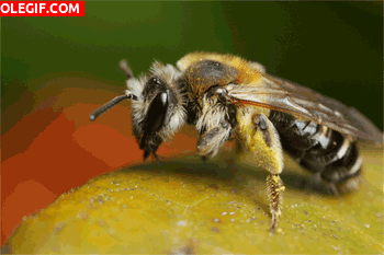 GIF: Mira a esta abeja recolectando nectar