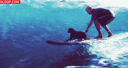 GIF: Surfeando con mi perro