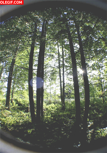 GIF: Sol brillando en el bosque