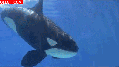 GIF: Mira a esta orca jugando con el niño