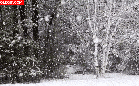GIF: Mira cómo nieva en el bosque