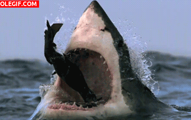 GIF: Este tiburón está hambriento