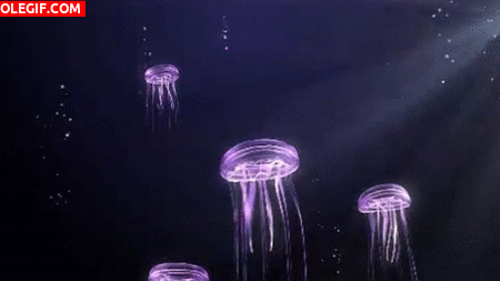 GIF: Medusas en movimiento