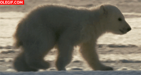 GIF: Mira cómo camina el pequeño oso polar
