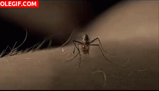 GIF: Me picó un mosquito