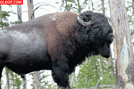 GIF: A este bisonte le gusta la corteza de árbol