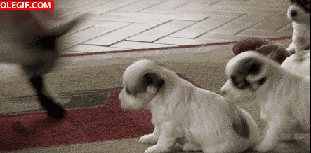 GIF: Mira a esta cabritilla jugando con los cachorros