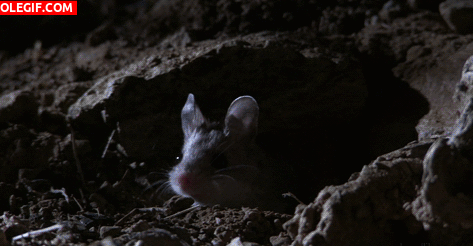 GIF: Este ratoncillo tiene sueño