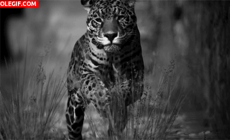 GIF: Leopardo corriendo