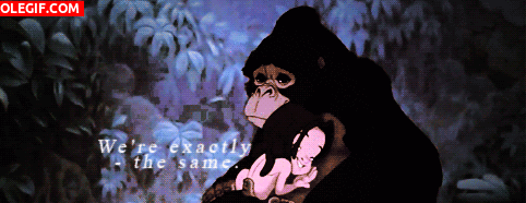 GIF: Kala cuidando de Tarzan