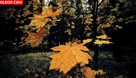 GIF: Hojas en otoño