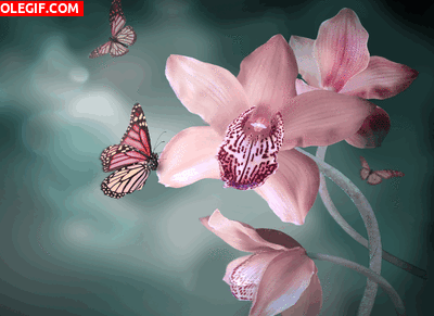 GIF: Mariposas volando junto a las orquídeas