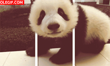 GIF: Mira al pequeño oso panda
