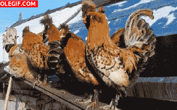GIF: Mira al gato camuflado entre las gallinas