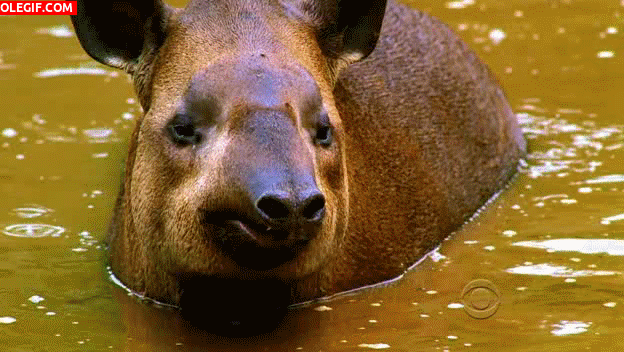 GIF: Mira cómo levanta el hocico el tapir