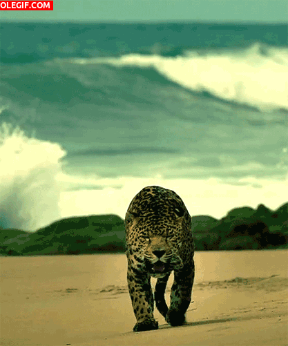 GIF: Mira al leopardo caminando por la playa