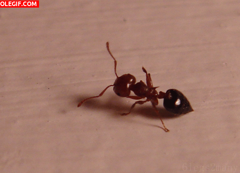 GIF: Mira cómo baila la hormiga