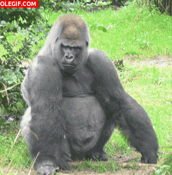 GIF: Gorila