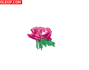 GIF: Flores del amor