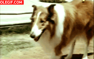 GIF: Lassie