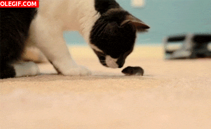 GIF: Gato y ratoncito