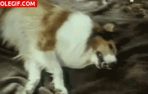 GIF: La perra Lassie