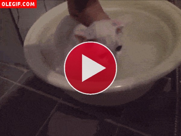 GIF: Gato dándose un baño