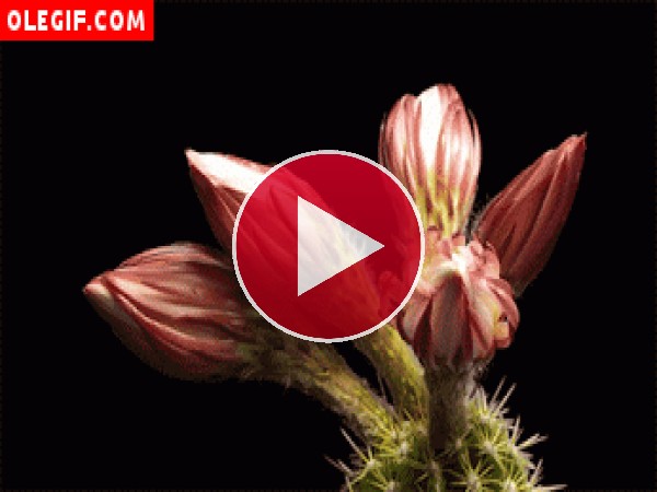 GIF: Varias flores de cactus abriéndose a la vez